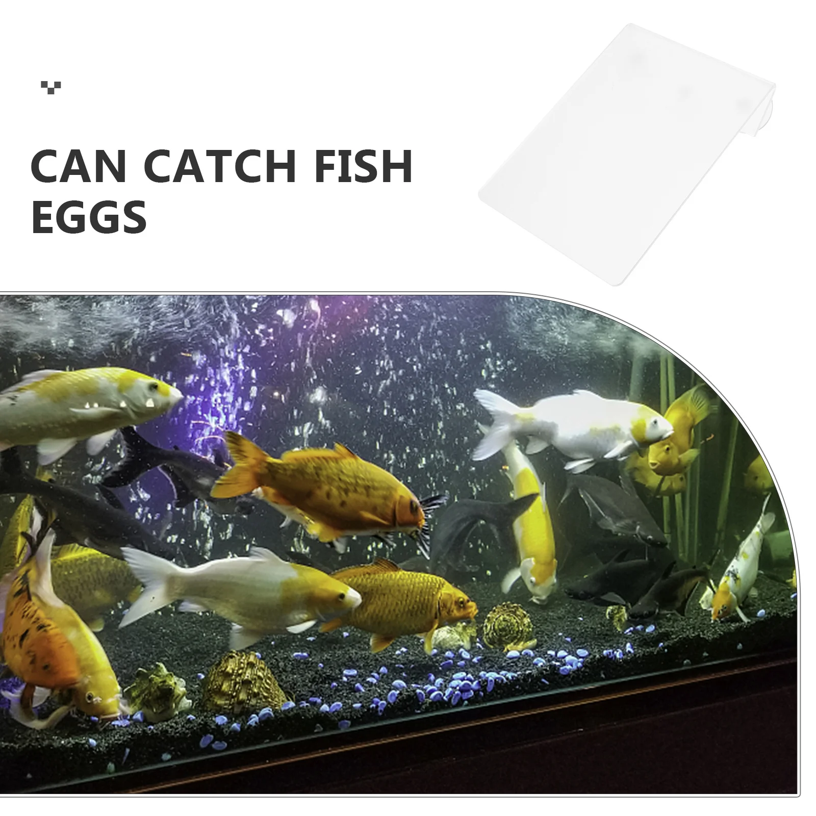 

Fish Breeding Lightweight Acrylic Removable Suction Cup Design Spawning Plate for Aquarium Freshwater Saltwater Fish Tank