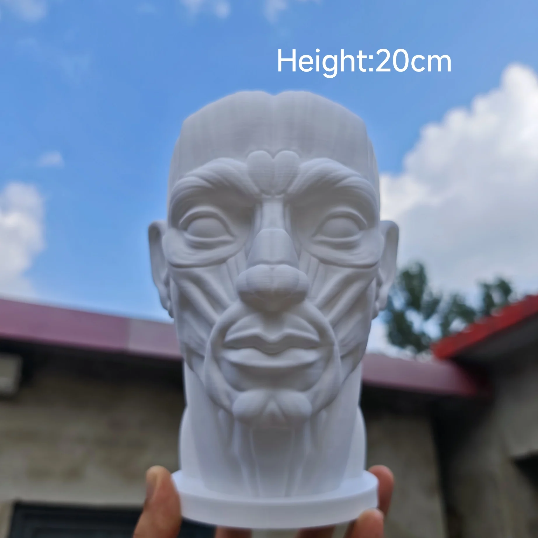 Art Decor Bust, Facial Muscle Anatomy Statue, Artist Reference Model, Tabletop Ornament, 3D Printed Sculptur