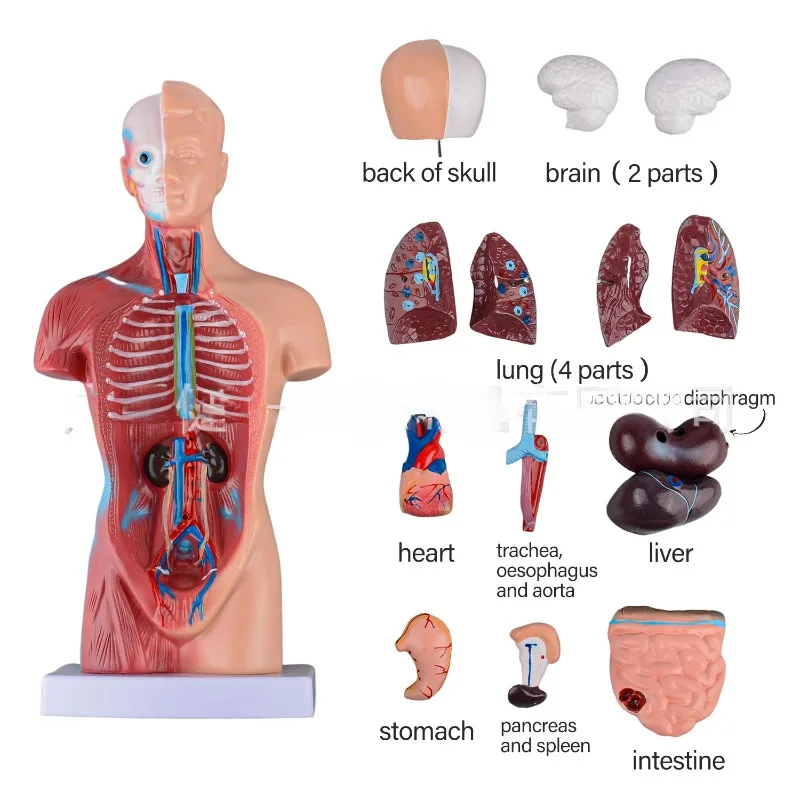 4D 28cm Human  Torso Model 15pcs Assembled Medical  Anatomy Body Anatomical  Kids Assembly Science Educational Toys