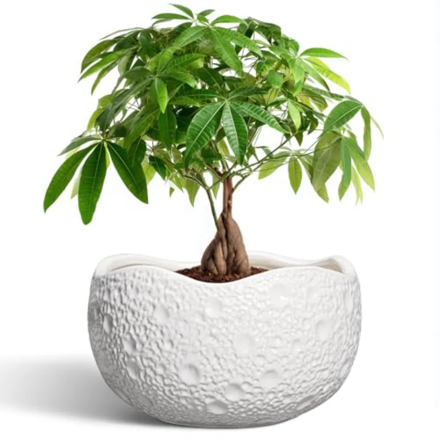

10 ch Plant Pot - Ceramic Planter for door Outdoor, Round Bonsai Pots, Decorative Flower Pots with Draage Hole, Modern Unique P