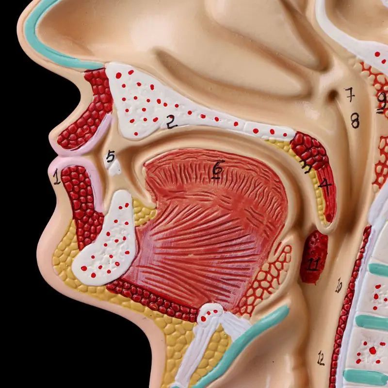 Narzędzie do nauczania anatomii ludzkiej jamy nosowej i gardła Model medyczny