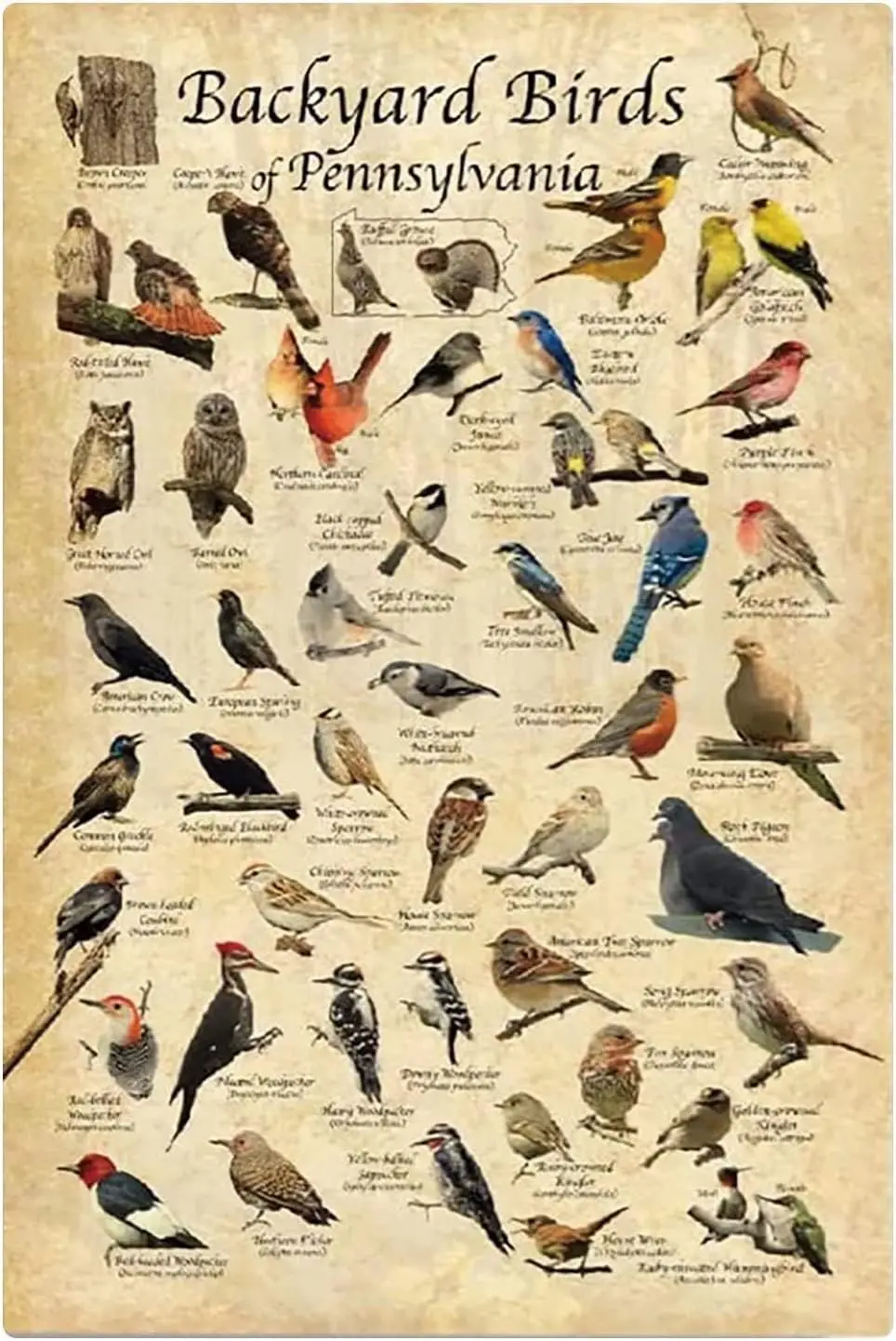 LALLRI Bird Science Education Metal Signs Retro Wall Decor Aluminium Sign Types Of Birds Posters Backyard Pennsylvania 