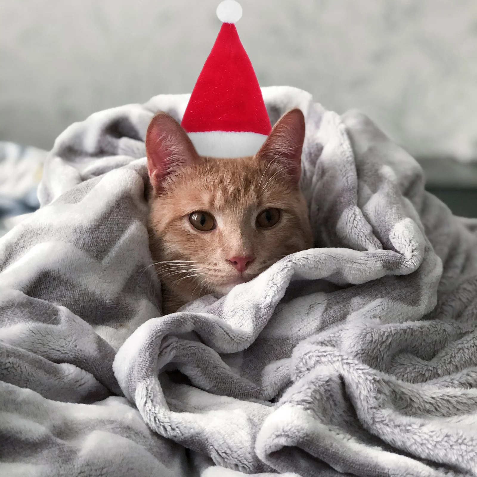 

4Pcs Festive Pet Accessories Set Soft Comfortable Hats and Scarves for Small Animals Holiday Wear Ideal for Christmas