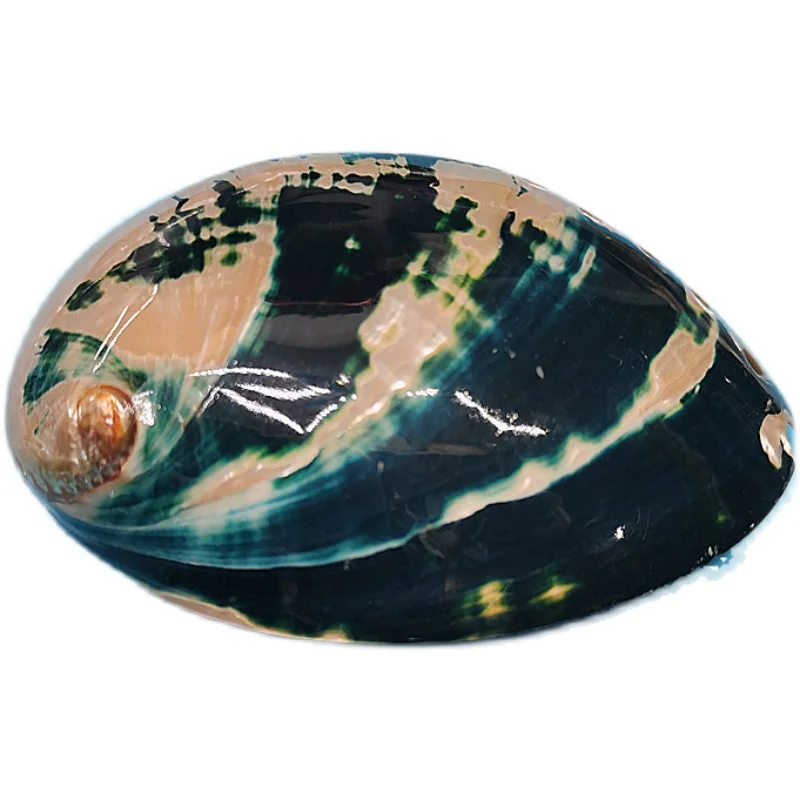 New Zealand Black Abalone,Natural rare conch shell,fish tank aquarium landscaping decoration mediterranean home collection