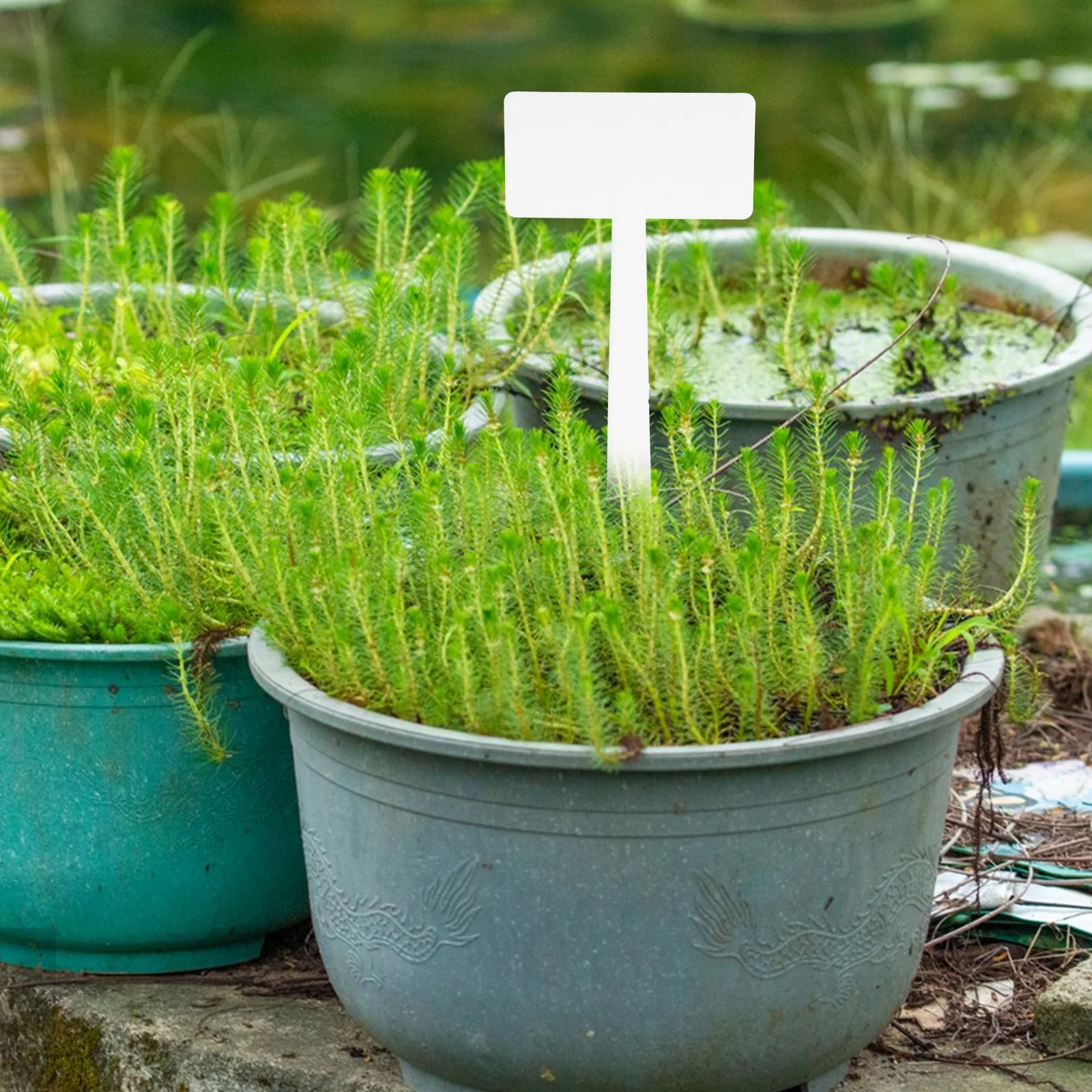 

20 Pcs White 36cm Garden Labels Plant Markers Decorative T Shaped Cards for Flower Beds Parks Reusable