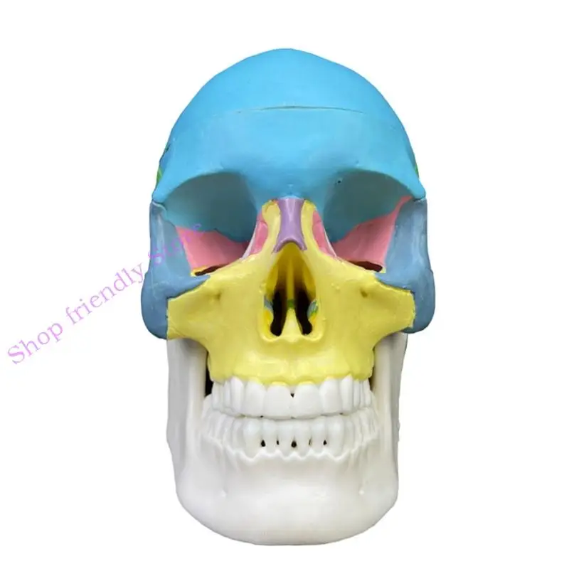 594a Skull Model Anatomical Detached Anatomy Disectembled Skull Model Model Model Learning Tool
