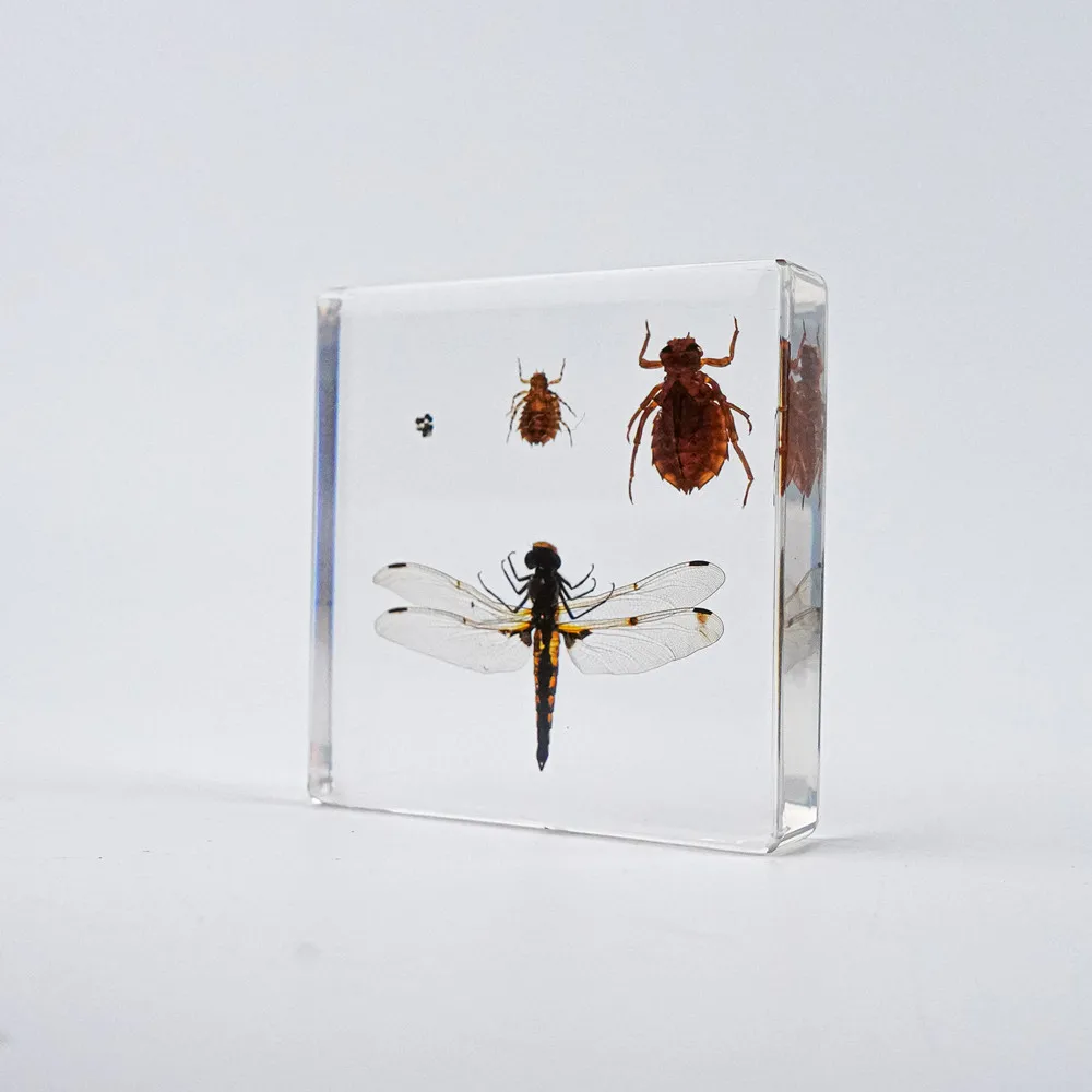 Animal Specimen paperweight Taxidermy Collection embedded In Clear Lucite Block Embedding Specimen