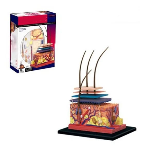 

Мини-модель человеческой кожи, 19 шт., собранная модель анатомии человека, подарок для детей