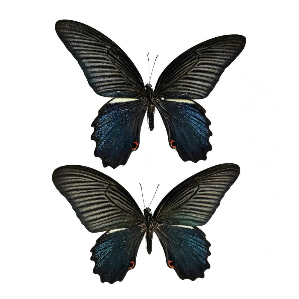 6-100 pcs natural Real Butterflies Specimen (Papilio memnon）Artwork Material Home Decoration DIY