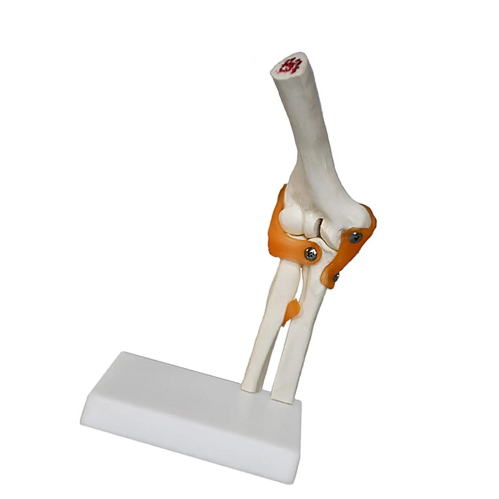 Модель локтевого сустава человека, медицинский легкий обучающий инструмент, образовательный прочный с связками, реалистичный для демонстрации исследований, науки