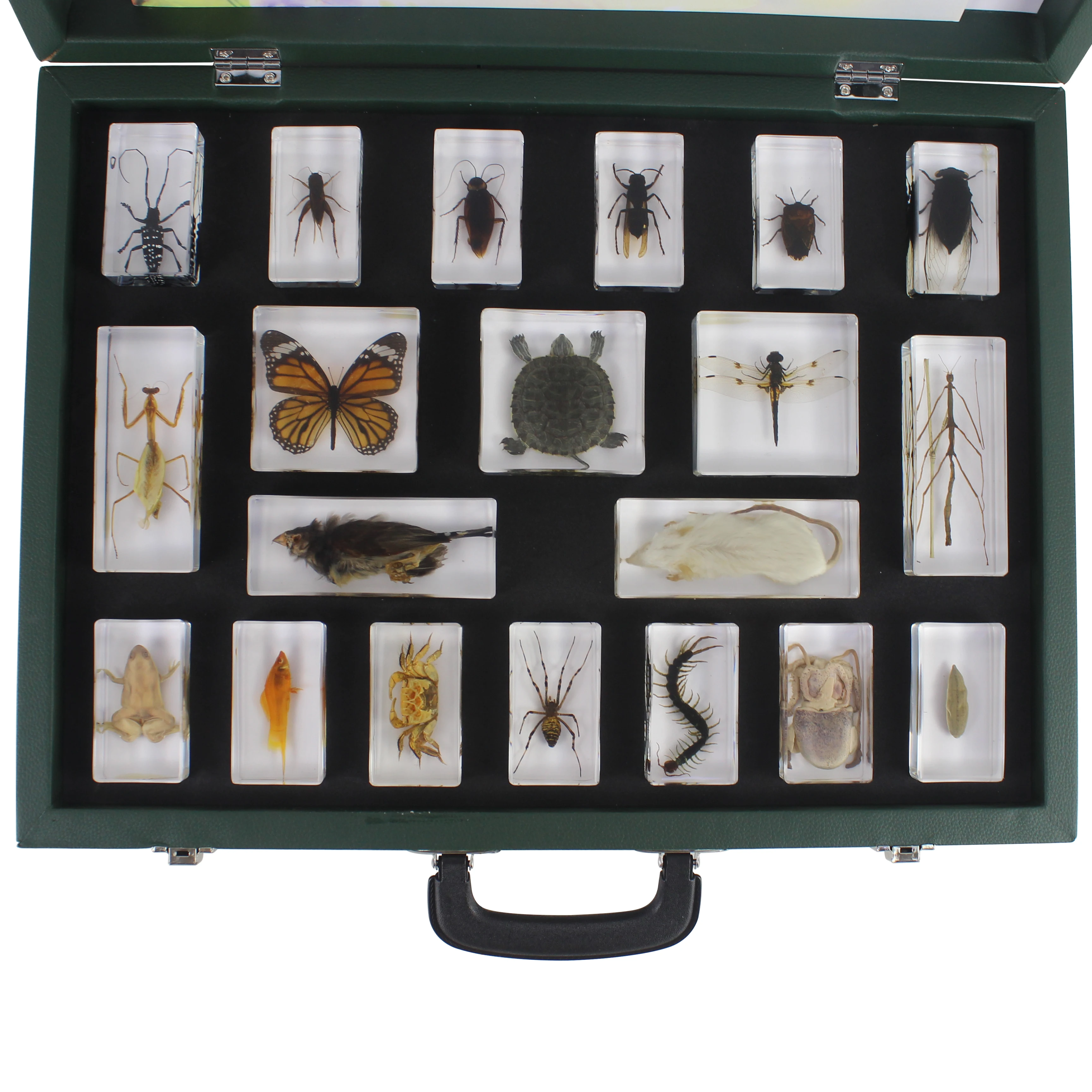 Kit di giocattoli educativi in acrilico con visualizzazione di campioni di animali diversi, kit per bambini