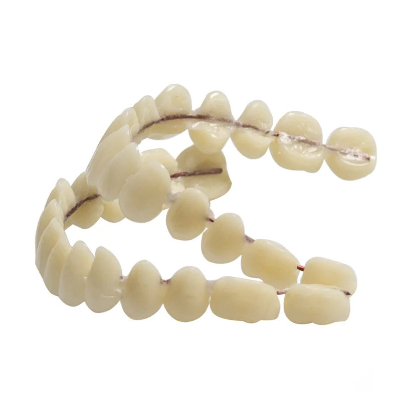 Universal Resin False Teeth Resin Model Double Row Plastic Dentures Oral Teaching Materials Dedicated Teeth Dental Lab Supplies