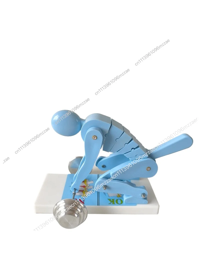 Blue Human Weightlifting Spine Force Demonstration Model Fitness Weight Correct Posture Demonstration Waist Lumbar Spine