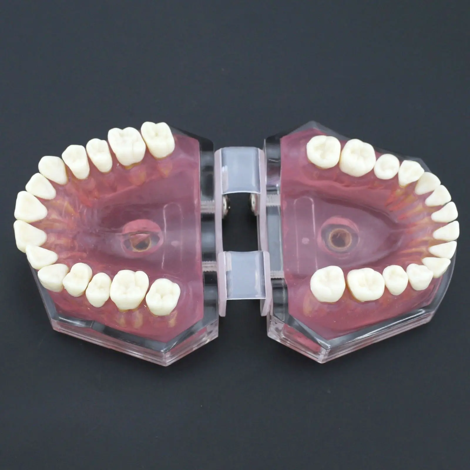 Dental Soft Gum Standad Typodont Study Model with 28pcs Removable Teeth #7008