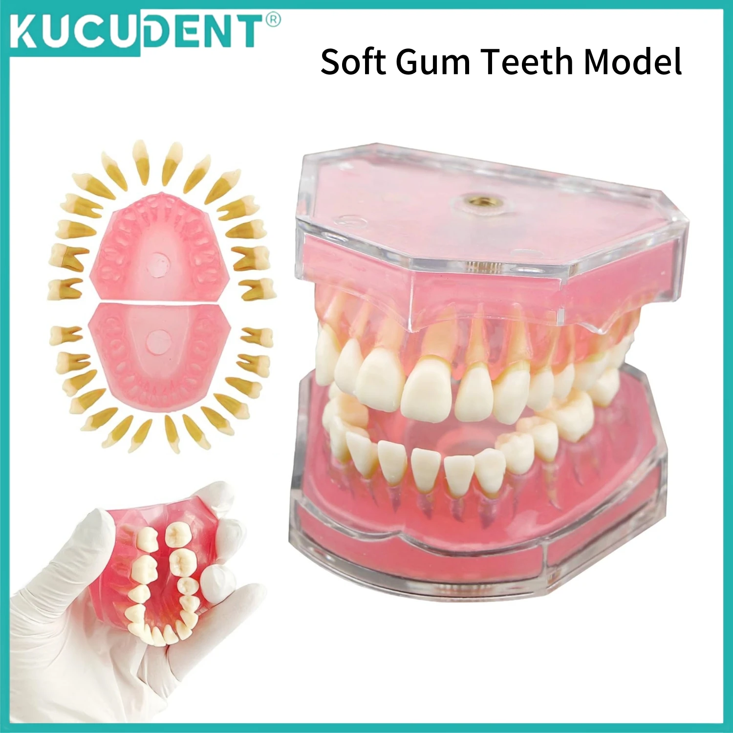 Dental Standard Typodont Teeth Teaching Model with 28 Removable Teeth Soft Gum Practice Extraction 1:1 Standard Study Demo Model