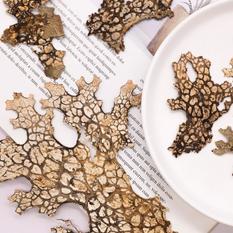 4 قطع، زهرة طبيعية مضغوطة على شكل لحاء نادر - لوازم فنية كلاسيكية على شكل زهرة مجففة يمكنك صنعها بنفسك لصنع بطاقات القصاصات وإطار صور الحرف اليدوية #2