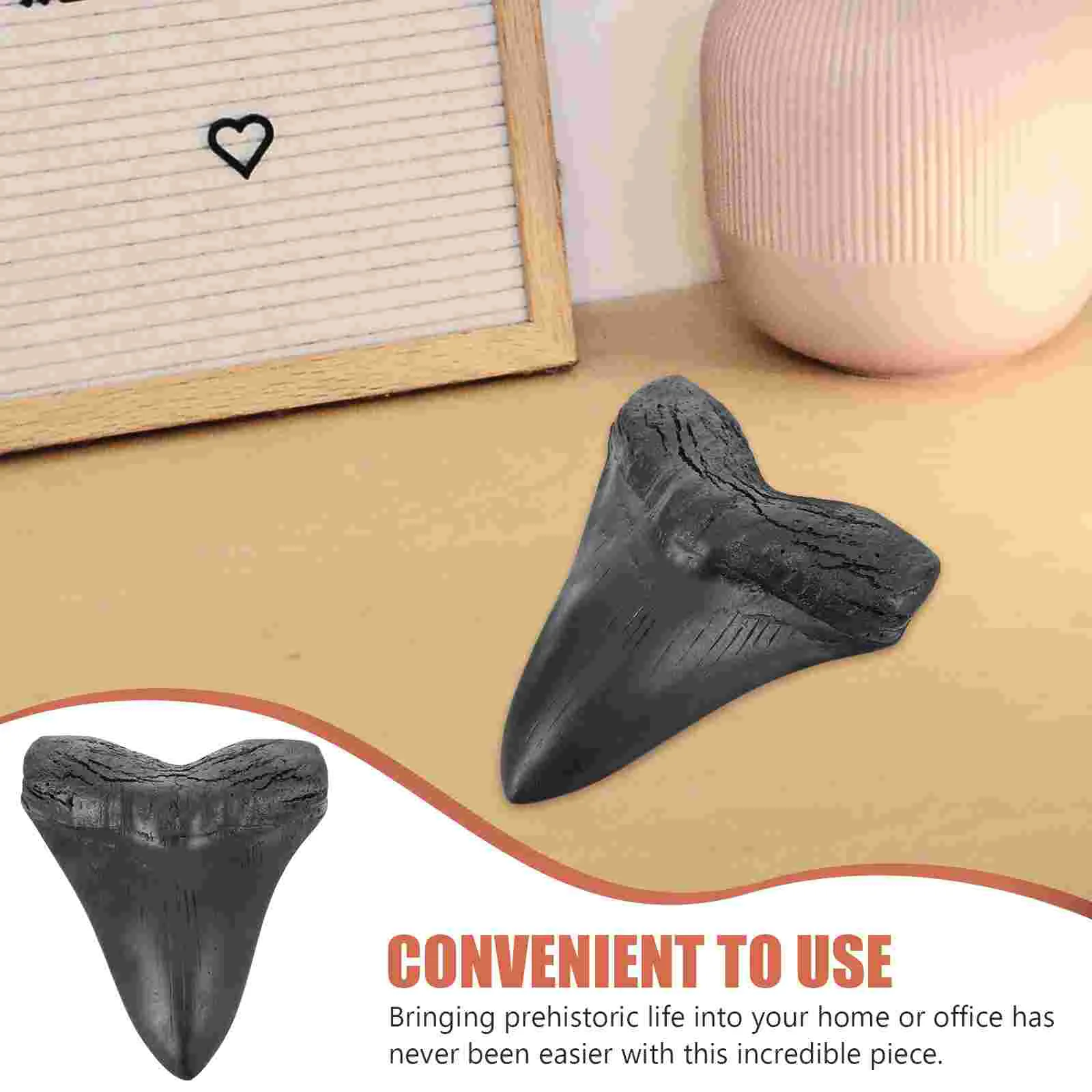 Tooth Fossilized Genuine Specimen Paleontological Decor Sample Giant - Image 2