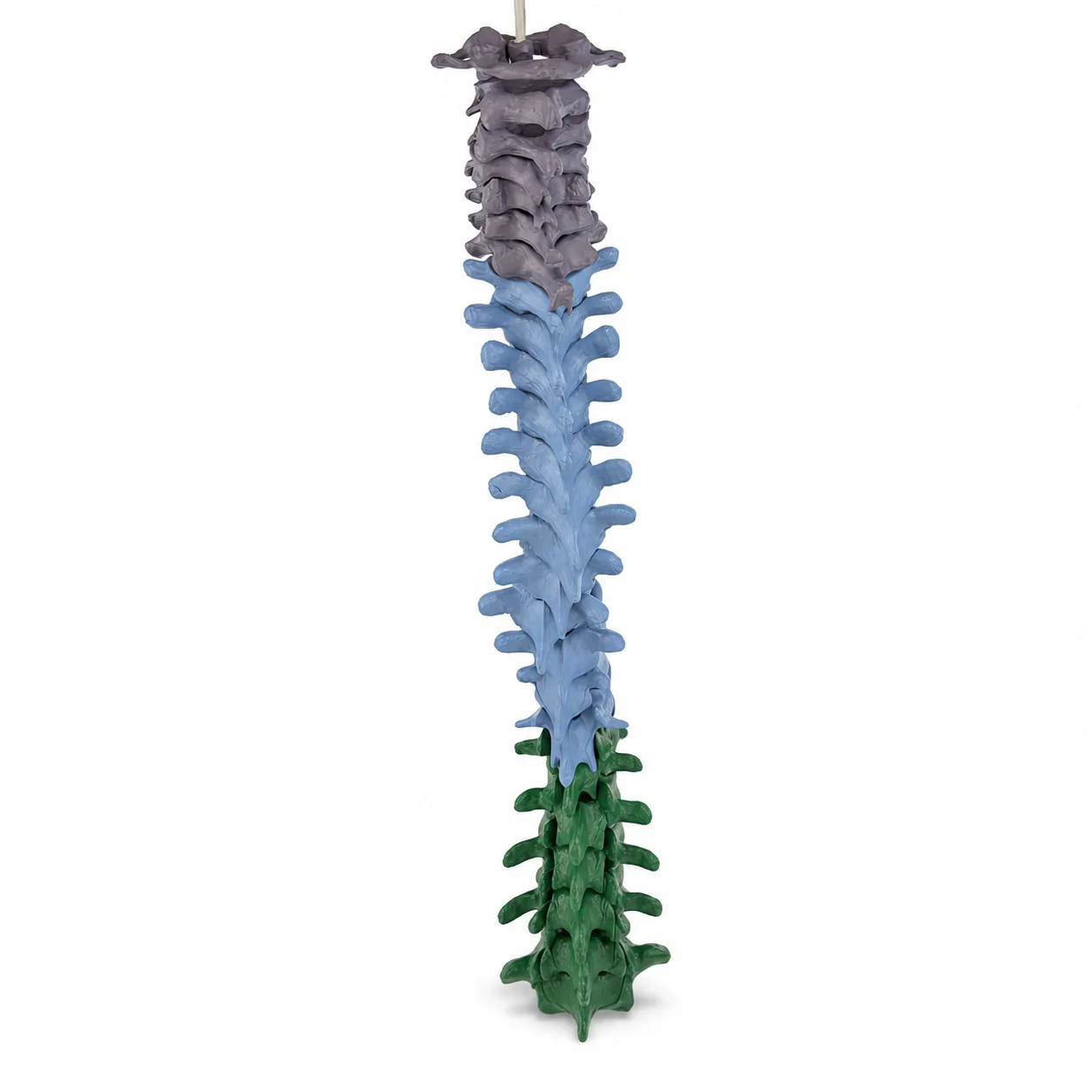 color-coded-human-spine-model-with-nylon-cord-detachable-cervical-thoracic-lumbar-vertebrae-teaching-set