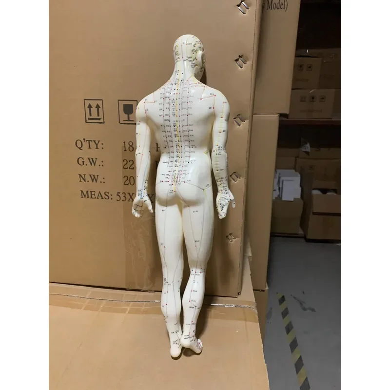 Acupuncture Point Muscle Anatomy Human Body ACUPUNCTURE MODEL 46CM MALE