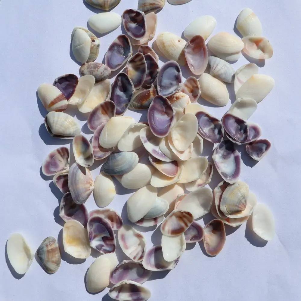 Bulk Natural Sea Shells Conchs For Aquarium Fish Tank Decoration Ocean Theme Ornament Diy Crafting Home Art Supplies