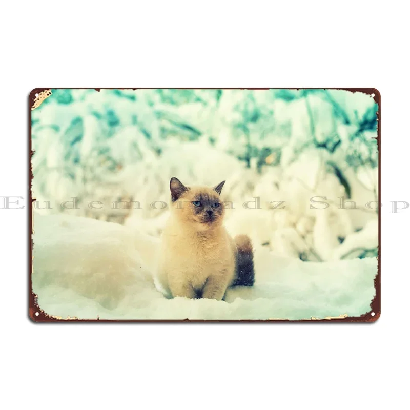 Alone Animal Beauti…