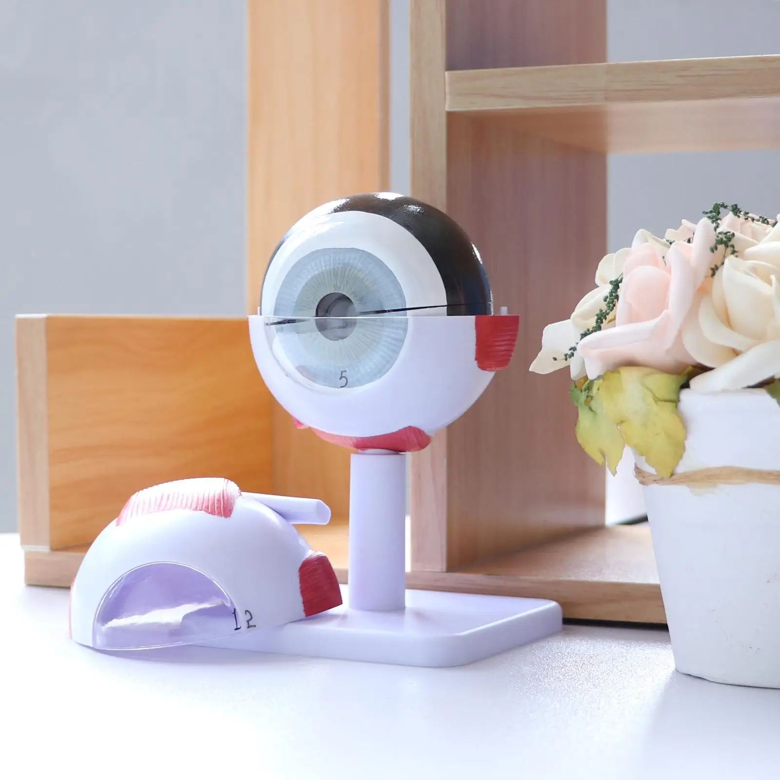 Ingrandimento 3X Kit modello occhio umano |