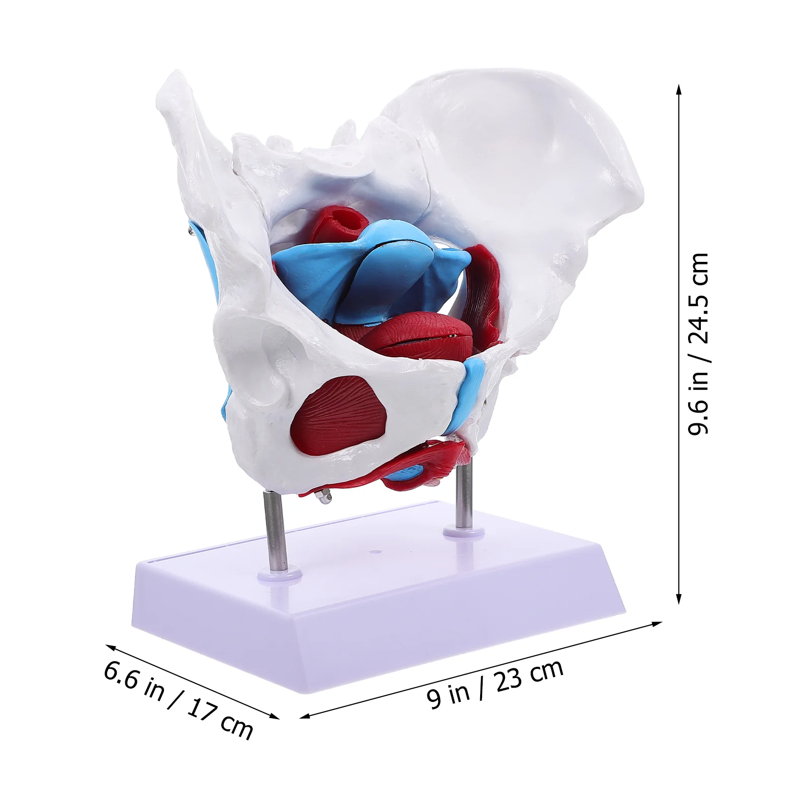 Accessories Pelvic Uterus Model Female Skeletal Appendix Pelvis for Learning Structure Muscle Anatomical Educational