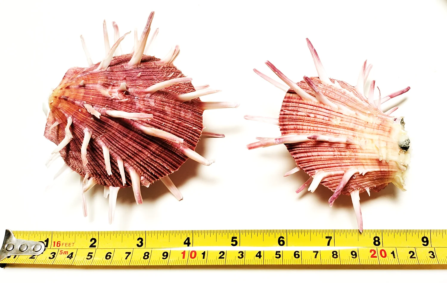 9-11CM Red Spondylus Regius Natural Large Spiny Oysters Thorny Oyester Collection Specimen Beach Decoration Fish Tank Supplies