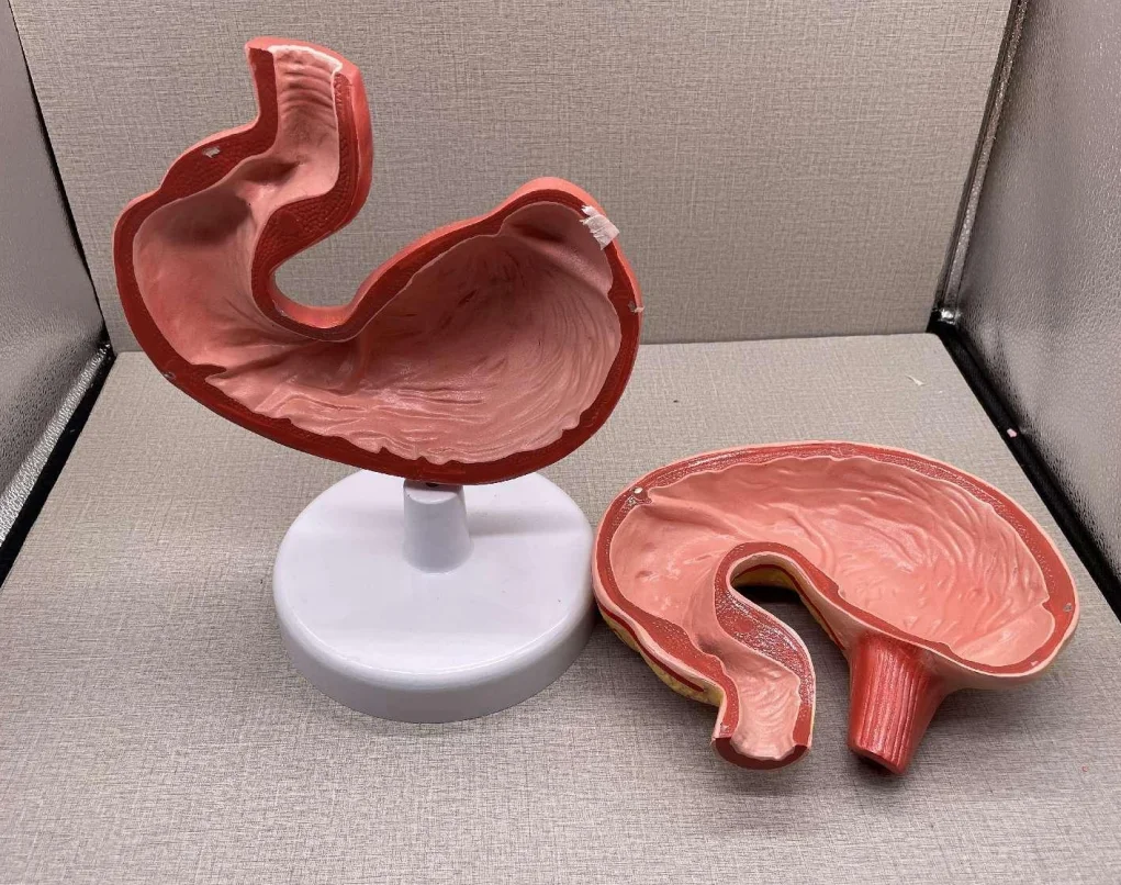 Simulation Veterinary Medicine Teaching Resources Animal Anatomy Removable Pig Stomach Model