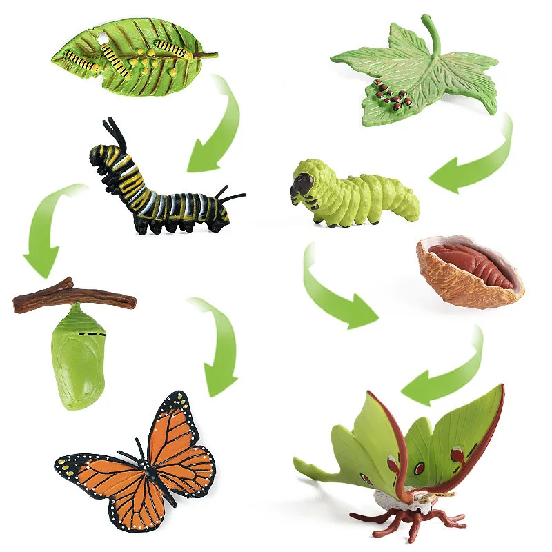 Latest Lifelike Animals Panda Moth Life Cycle Insect Penguin Frog Figurines DIY Action Figures Early Education Toys for Children