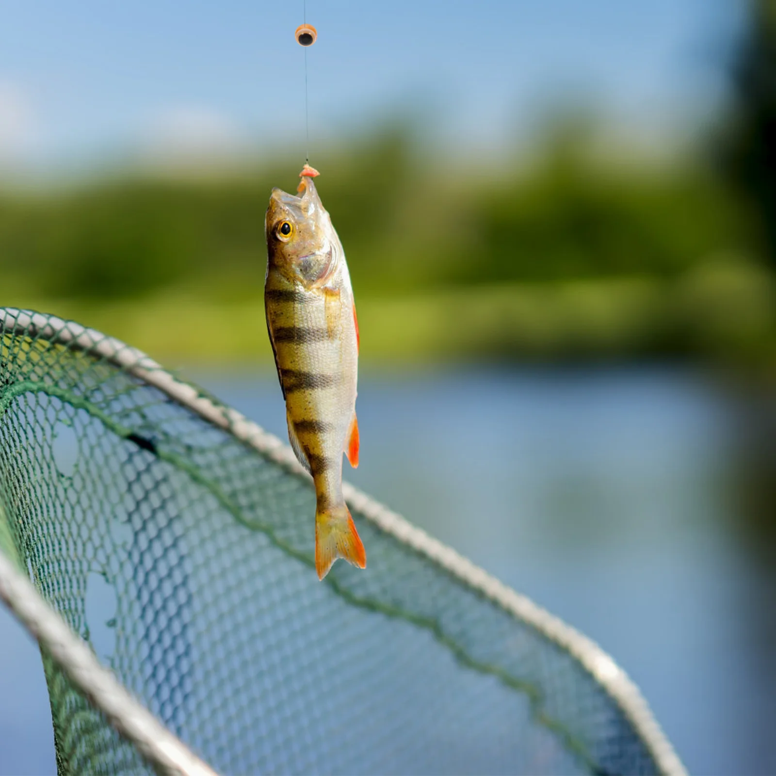 

5 8mm Fishing Lure Eyes Artificial Bait Simulation Soft Beads for DIY Lures Craft Supplies Bright Color Lifelike Durable