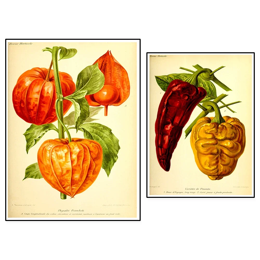 Kitchen retro prints fruits and vegetables retro poster pepper and physalis plant prints plant wall poster