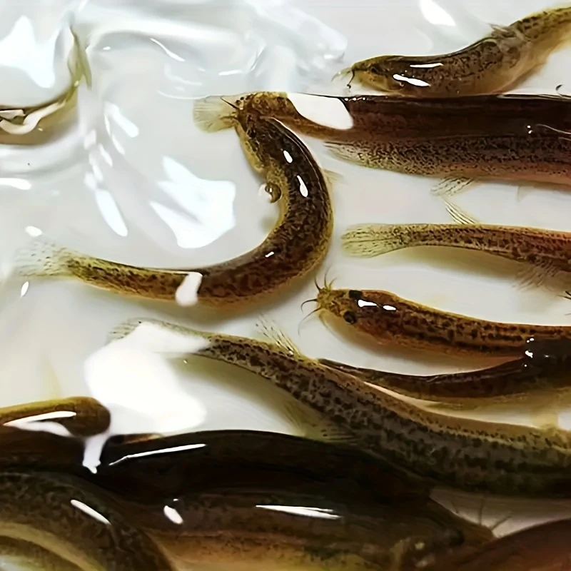 10A simulated soft bait，Contains salt and fish flavor，Highly elastic and flexiblePVCMaterial，Soft lure
