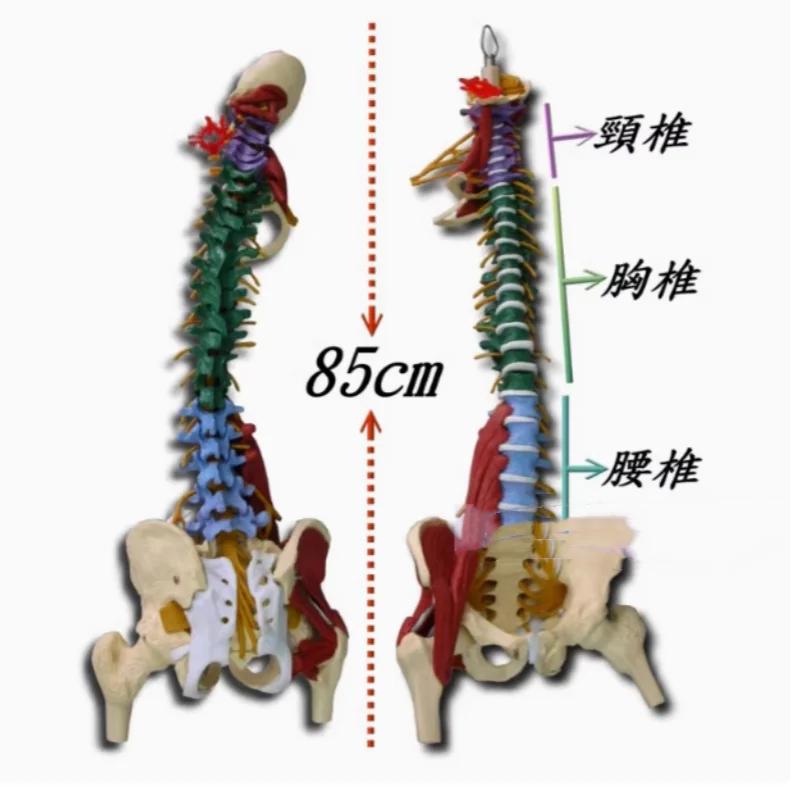 85cm 1:1 human spine model Adult orthopedic spine model with leg bones, pelvis, muscles and nerves Skeleton model