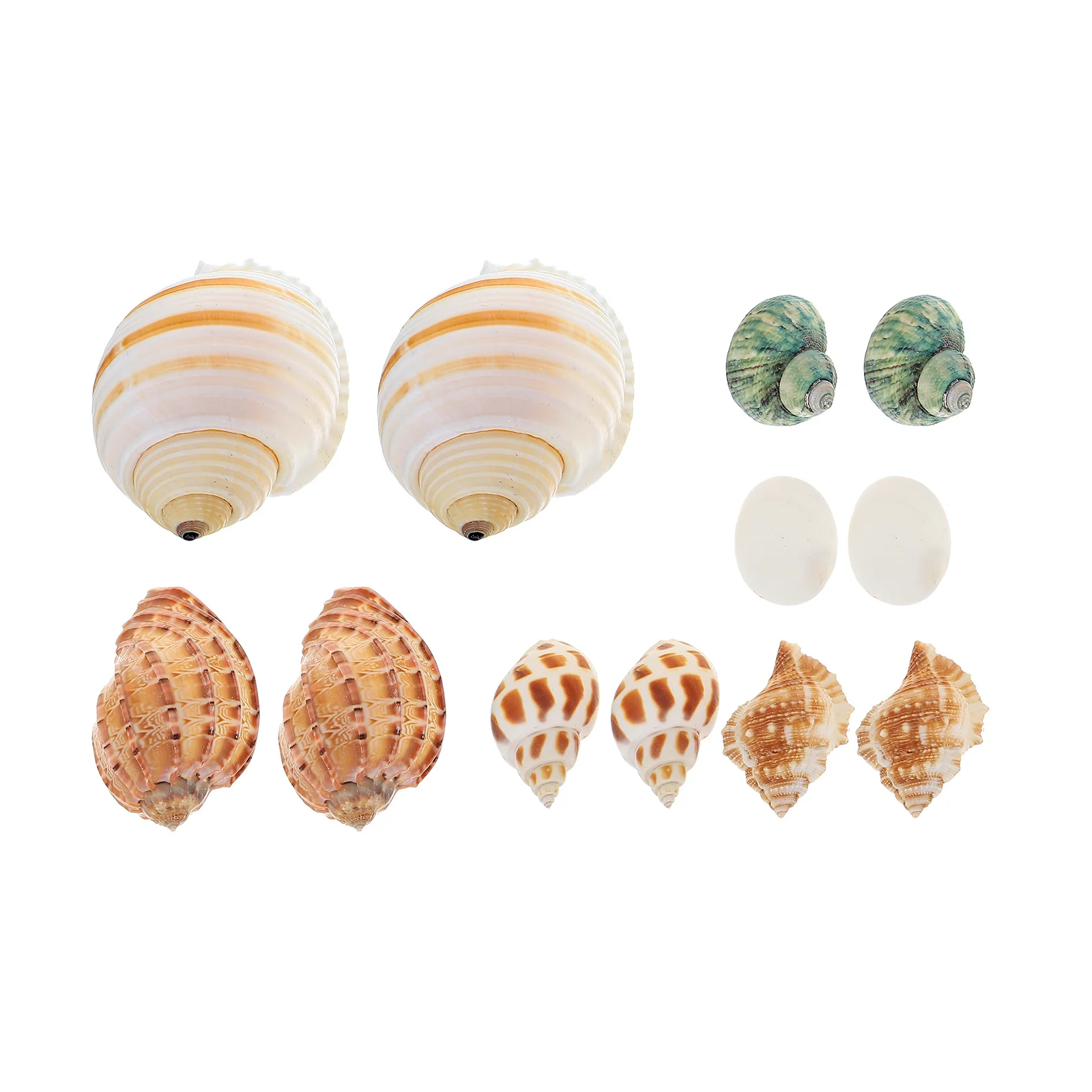 

12Pcs Natural Conch Shell Aquarium Landscaping Decor Fish Tank Decoration Durable Sea Snail Ornament for Freshwater Saltwater