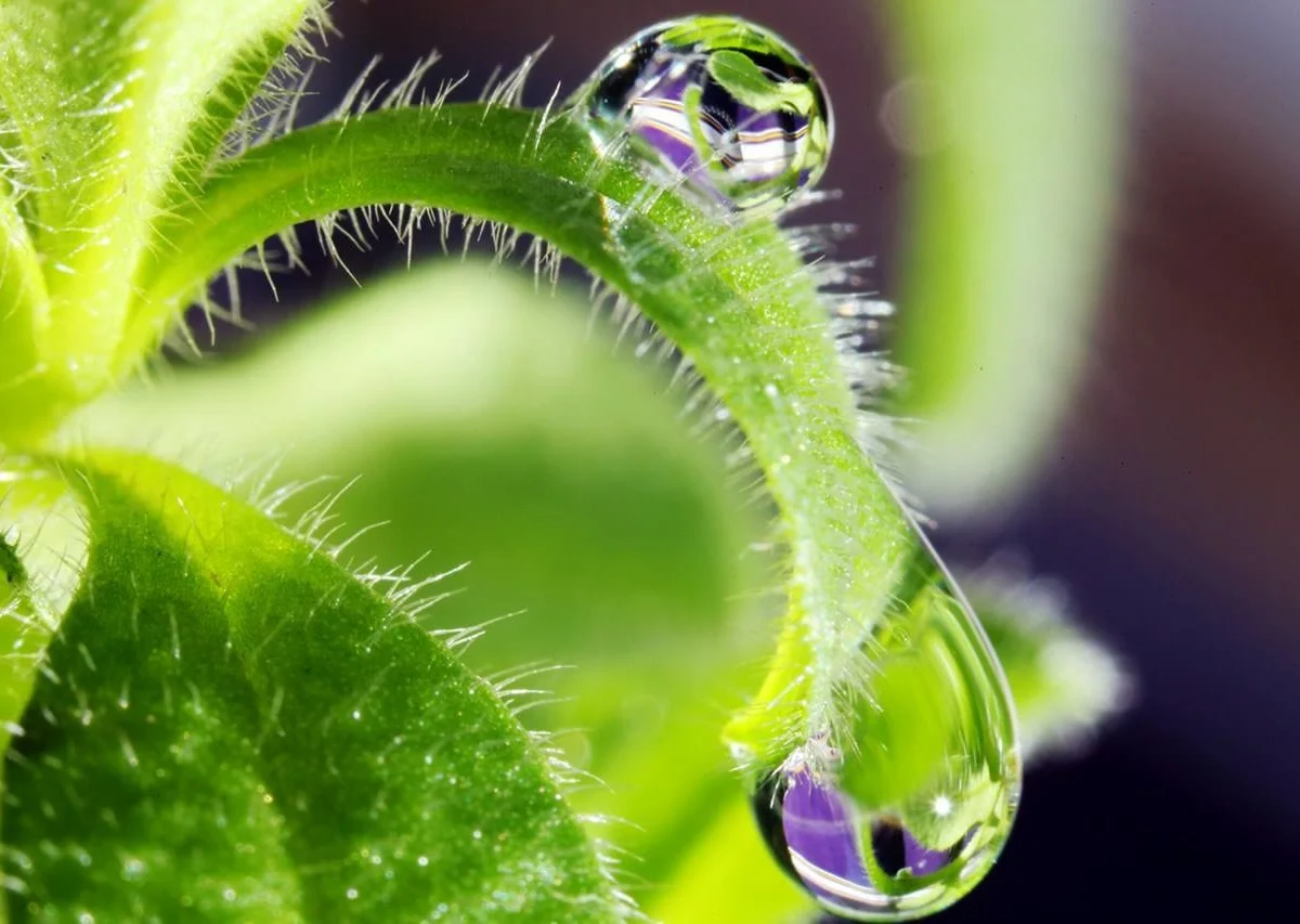 Mcoplus Auto Focus Macro Extension Tube for Sony E-Mount ZV-1 ZV-E10 A6700 A6500 A7 A7II A7C A9 A7III NEX-7 NEX-6 NEX-5R NEX-3N