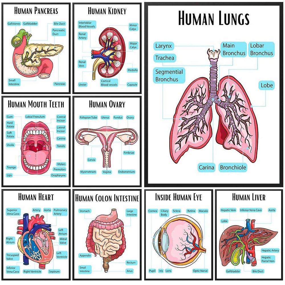 Human Anatomy Lung Heart Liver Science School Nurse Poster Biology Classroom Decor Medical Wall Pictures Education Paintings
