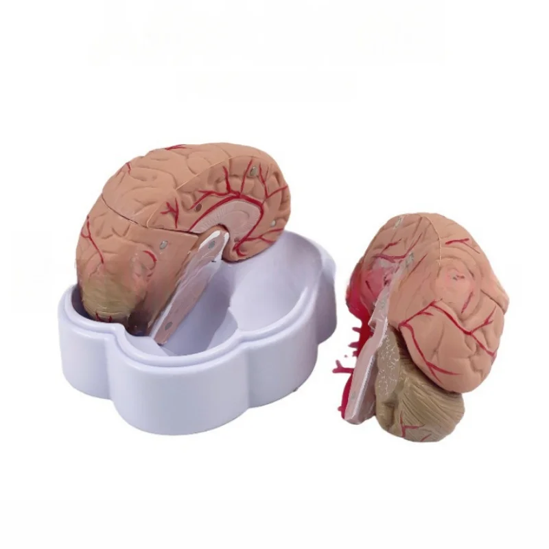 Life-Size 8-Part Magnetic Brain Model-Color-Coded Neurovascular Assembly Neuroscience Training Surgical Planning JVLAB