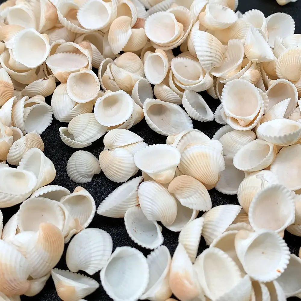 Natural Seashells Starfish Mixed Set For Aquarium Landscaping Hermit Crab Housing Drift Bottle Decoration Craft Art Pieces