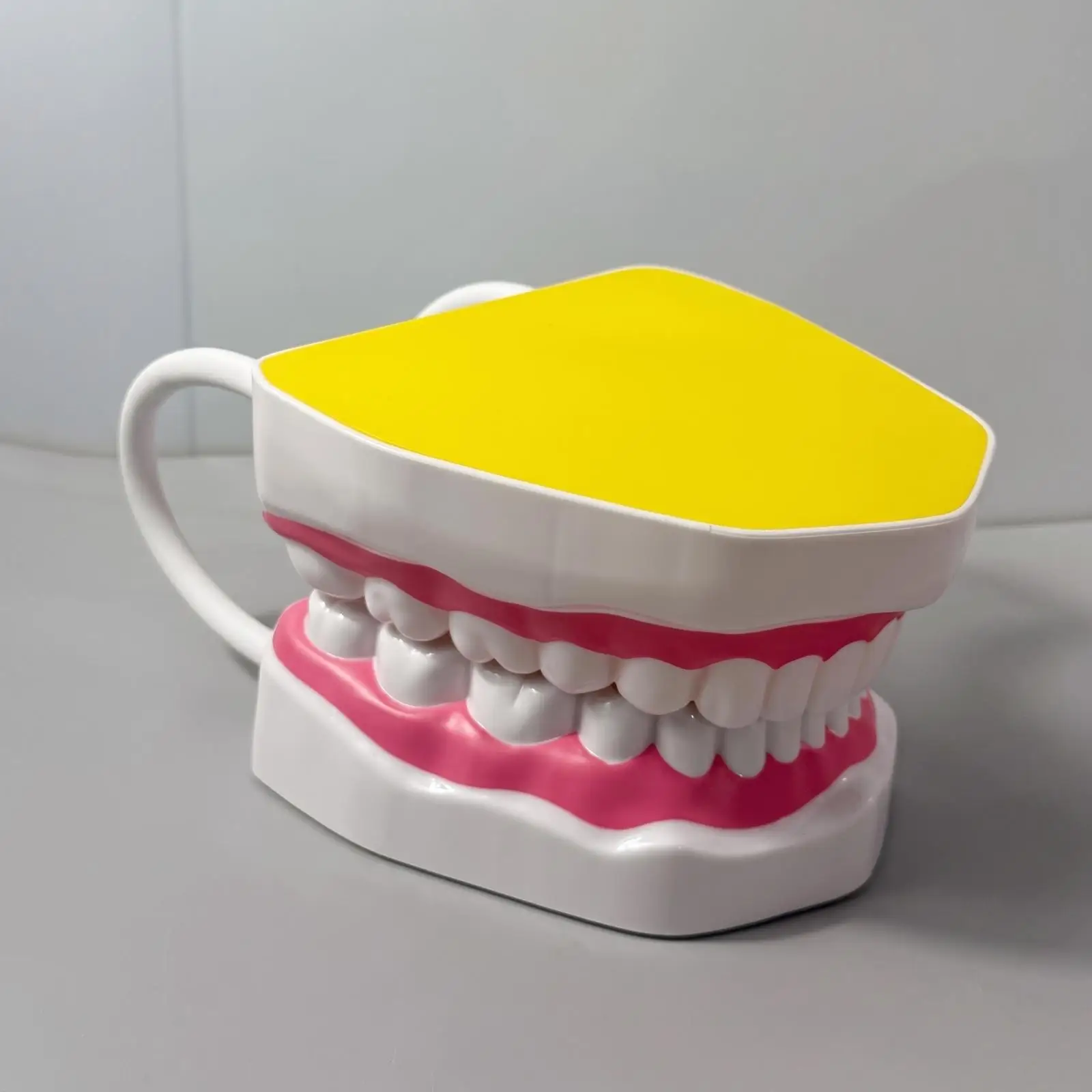 Anatomical Oral Teaching Model Detachable Oral Model with Hinged Jaw Realistic