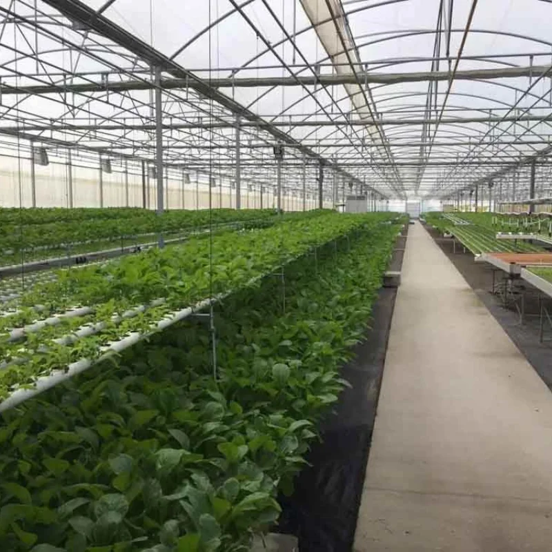 

Customized greenhouseMultispan Span Arch PE Film Greenhouse Pepper/Lettuce/Chilli/Strawberry/Blueberry Planting with Irrigation