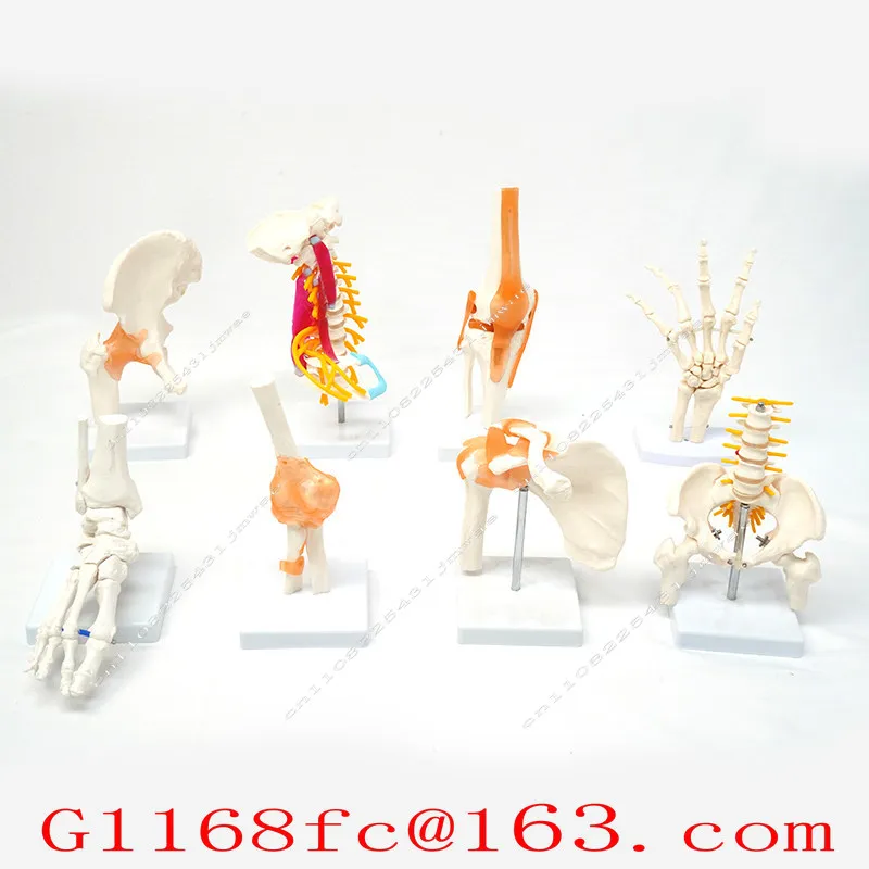 Dynamic Shoulder Joint Model with Ligaments Movable Human Skeleton Shoulder Motor Function Teaching Aids