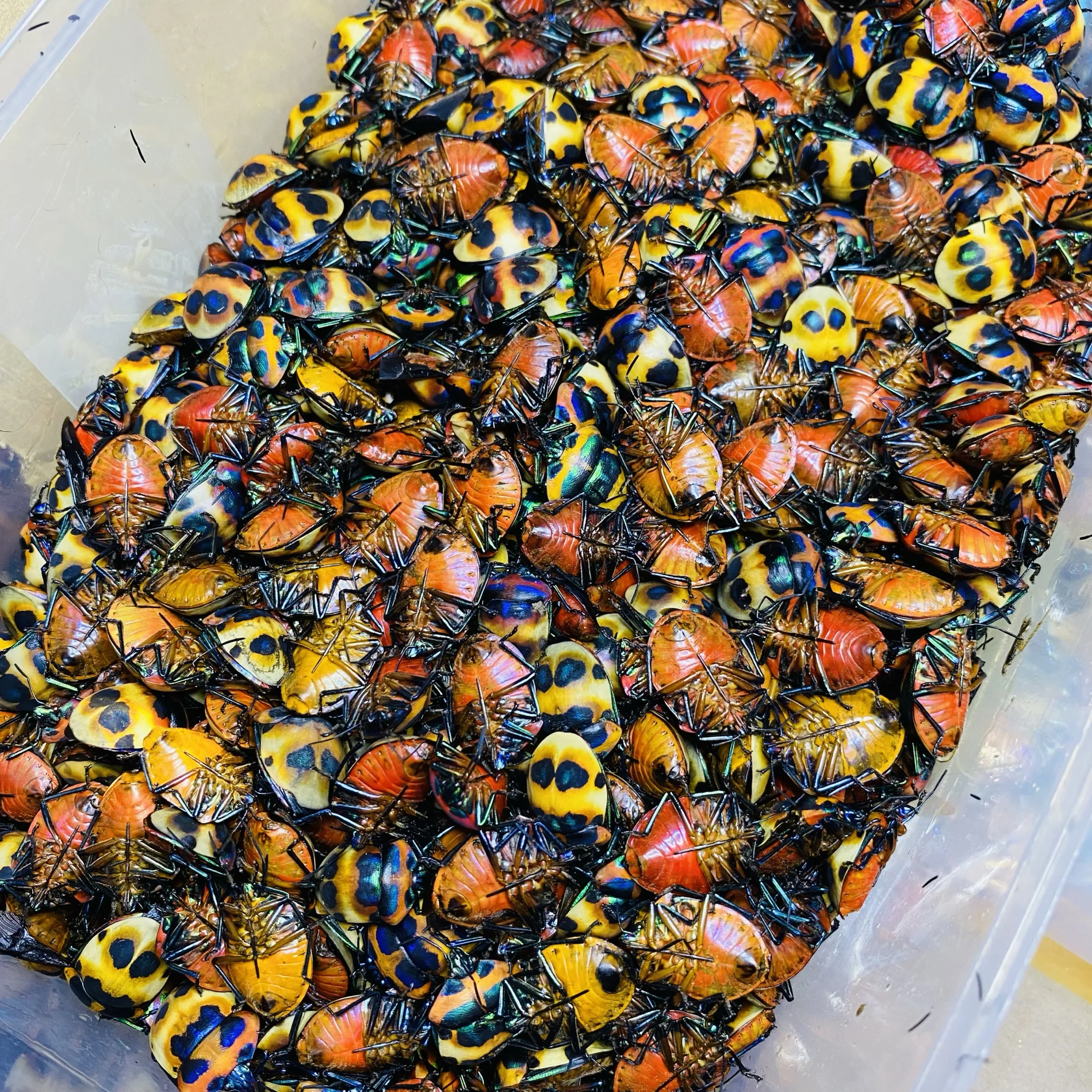 مراقبة Polybothris Sumptuosa Gema حول تعليم عينة الحشرات الحقيقية ديكور المنزل هدية العيد النحت