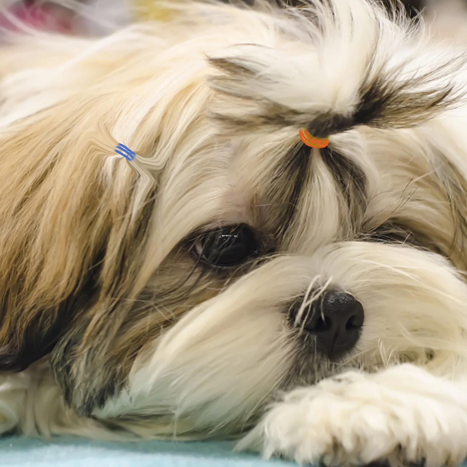 

Elastic Bands for Dogs Cats Pet Hair Ties Disposable Rubber Band Heavy Duty Accessories Multicolor Design Perfect Festivals