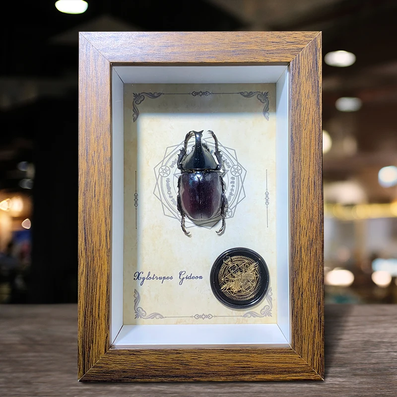 Real Insect Taxidermy Decorative Painting Home Decoration Table Decoration Hollow Three-Dimensional Picture Frame Special Gift