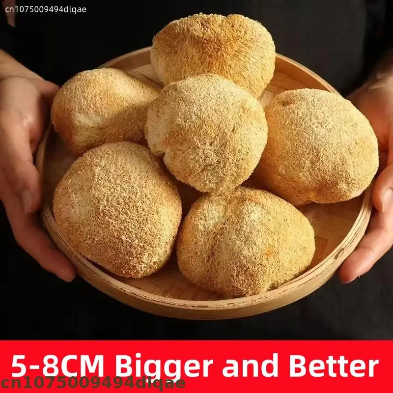 

Высококачественный сушеный гриб Ежовик гребенчатый | Натуральные грибы Hericium Erinaceus для изготовления косметических мыла, свадебного декора и украшения дома, 5-8 см, большого размера