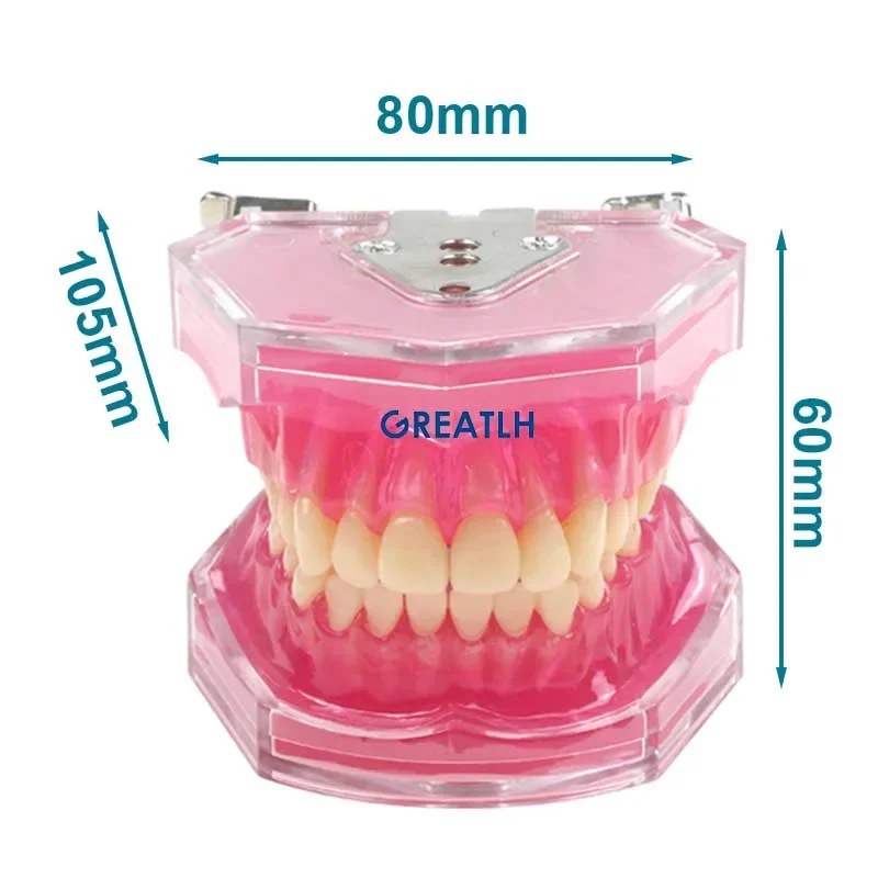 Removable Teeth Soft Gum Dental Model Teeth  Dental Teaching Study Model TYPODONT Model Dentist Dentistry Products Dental Gift