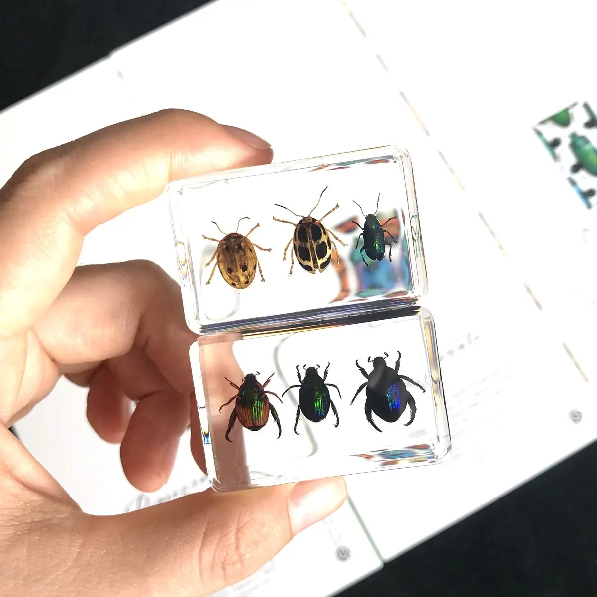 1PCS Scarab Insect Specimen Ladybug Beetle In Clear Resin crafts collection medicine textbook biological science educat boy gift