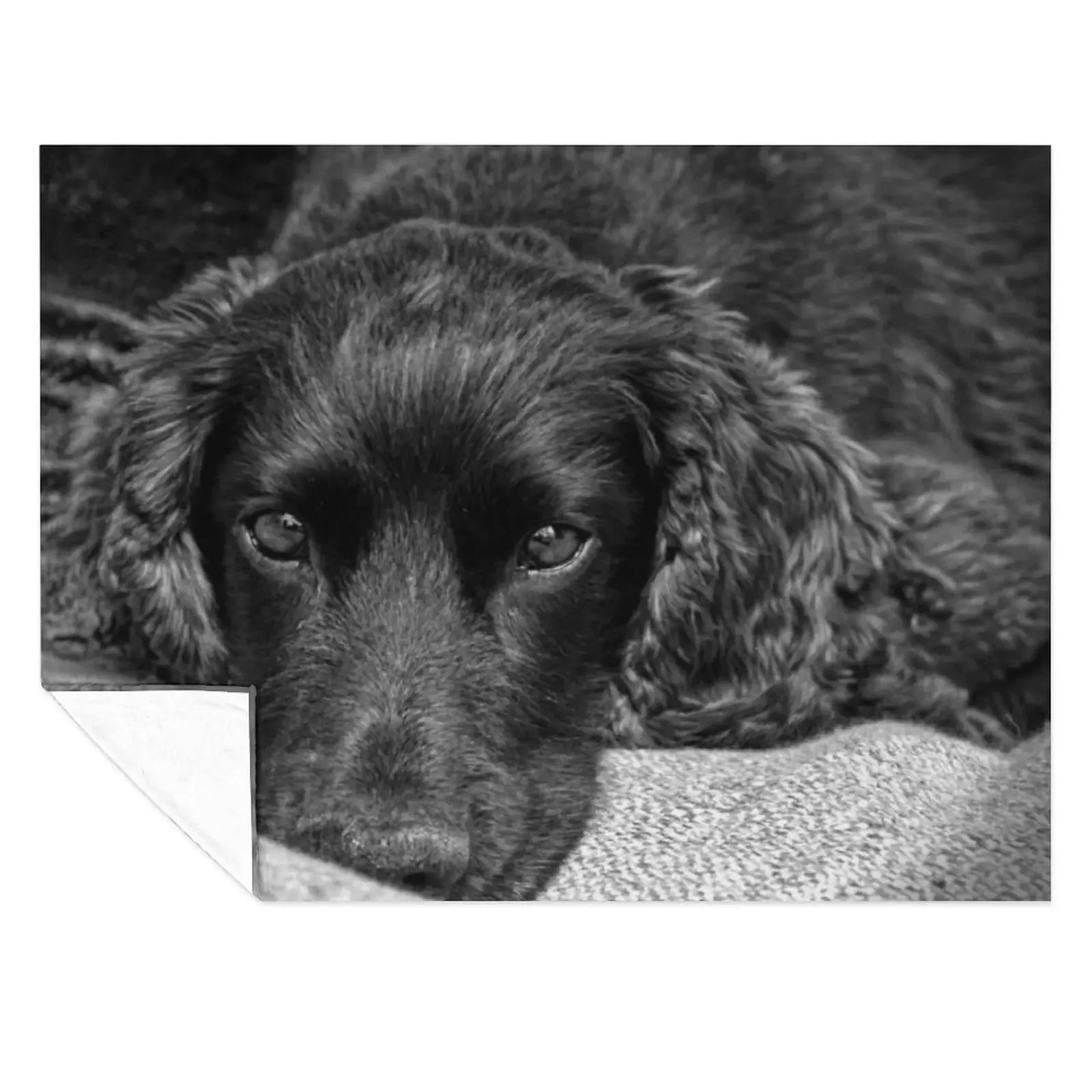 

Bob the Dog Throw Blanket Bed Blankets Sofas Of Decoration decorative Luxury Brand Blankets