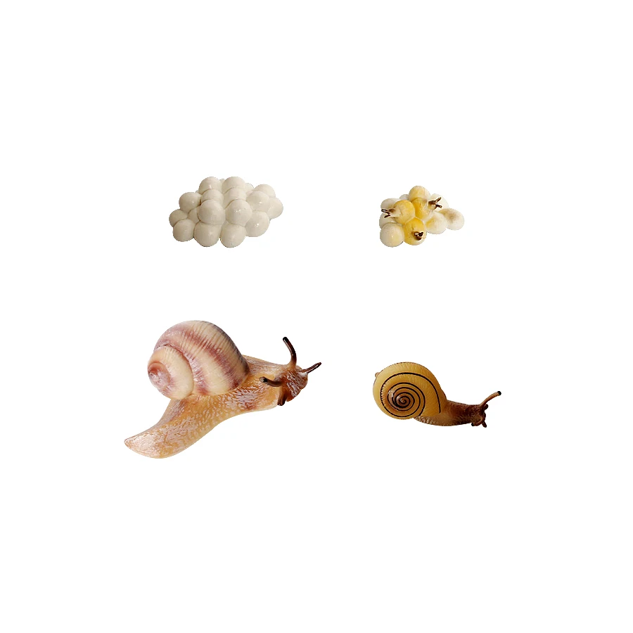 Realistic Life Cycle Of A Snail Model Figure Snail Figurine Party Favors Supplies Cake Toppers Desktop Decoration Collection Toy